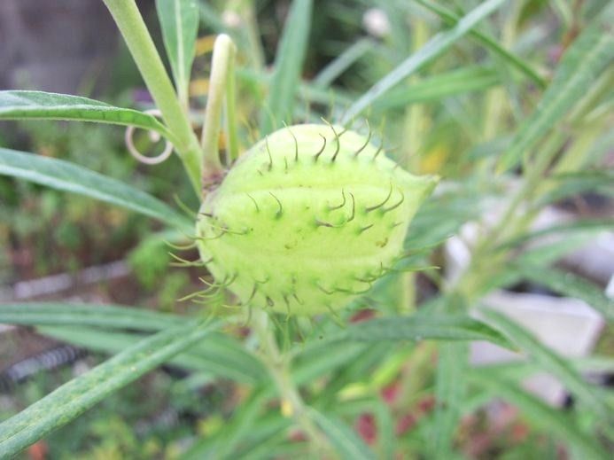 変な植物 たんたんタヌキの 大解剖 笑 ｖ ０ 趣味の歳時記