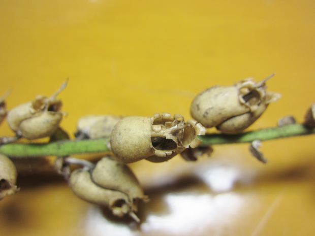 ドクロな金魚草の亡骸を復元 v 0 趣味の歳時記 ドクロな金魚草の亡骸を復元 v 0 趣味の歳時記