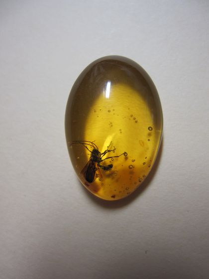 ジェラシックパークの初期作品を思い出す！虫入り琥珀！蚊のような昆虫が入っています ジェラシックパークの初期作品を思い出す！虫入り琥珀！蚊のような昆虫