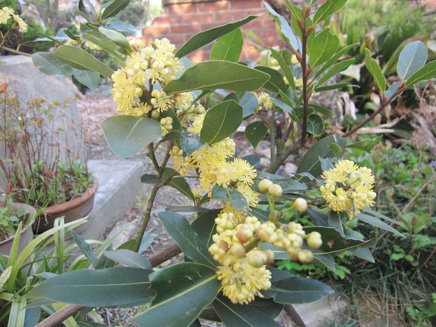 趣味の歳時記 月桂樹 ローリエのお花 ｖ ０ Livedoor Blog ブログ