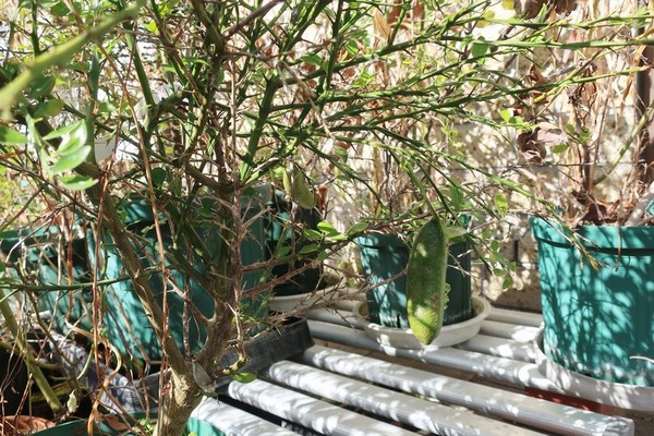 趣味の歳時記 フィンガーライム栽培 Livedoor Blog ブログ