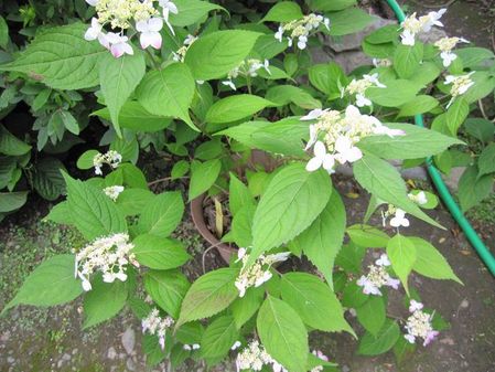 2010_0527_063834-IMG_6981