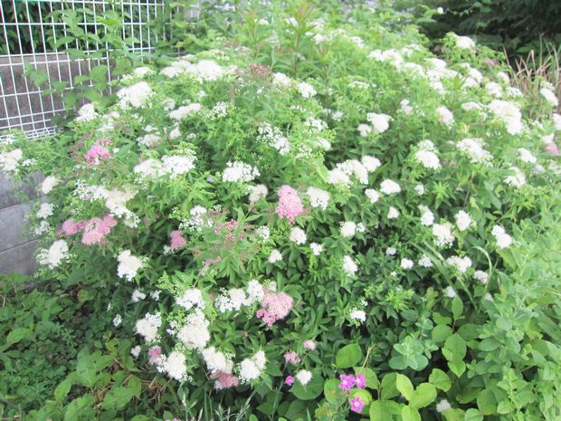 趣味の歳時記 源平シモツケと紅白ナデシコ ｖ ０ Livedoor Blog ブログ