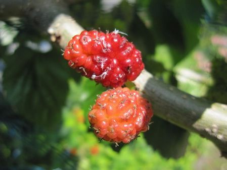 2010_0522_094545-IMG_6860