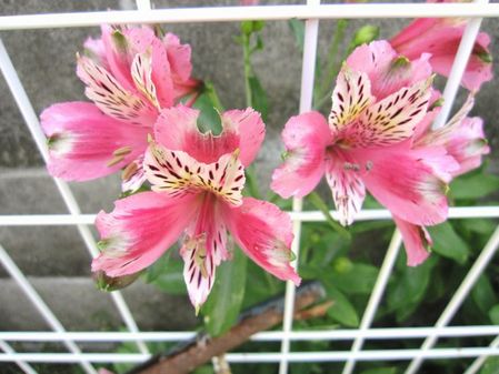 2010_0522_094025-IMG_6856