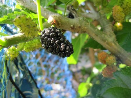 2010_0522_094444-IMG_6858