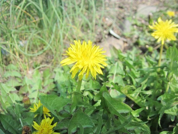 趣味の歳時記 時折食用タンポポ畑 ｖ ０ Livedoor Blog ブログ