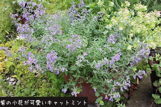 5 6月に開花の植物 グリーンと楽しむハーブ系や可憐で繊細な花 Good Life