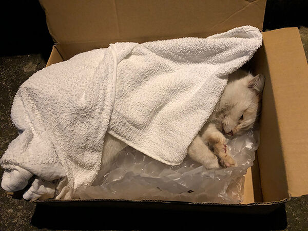 交通事故 知らない猫 庭に埋葬 ブログ