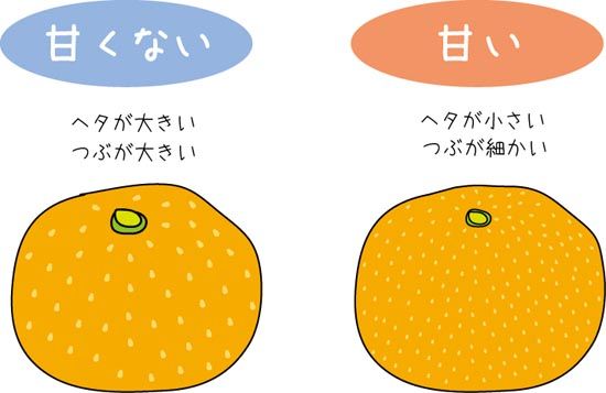 Nhkためしてガッテン みかんの美味しい見分け方 簡単まとめ Good Life Nhkためしてガッテン みかんの美味しい見分け方 簡単まとめ Good Life