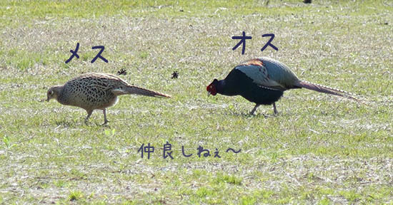 雉 キジ 剥製 雌雄 オス メス ケース入り