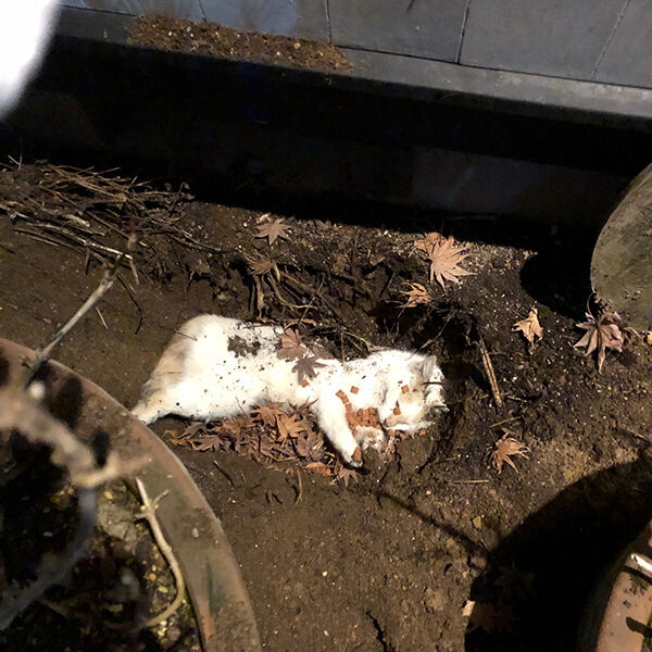 交通事故 知らない猫 庭に埋葬