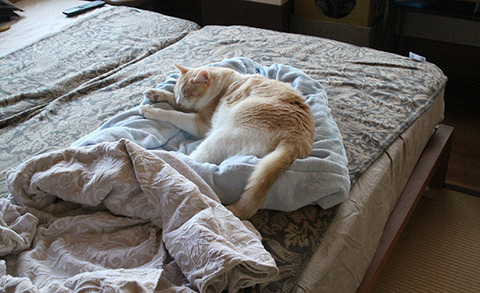 一緒に寝ない猫がこっそり私の布団で寝てる