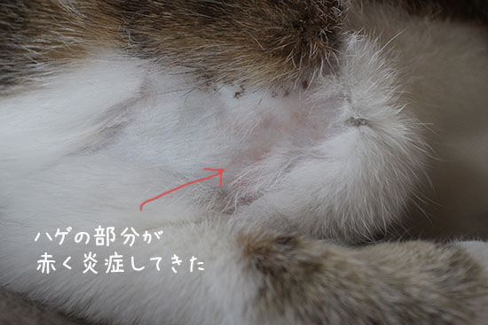 猫の手術後 エリザベスカラーを嫌がる ストレスの無い別の方法 ネコリザワシロ 猫の手術後 エリザベスカラーを嫌がる ストレスの無い別の方法 ネコリザワシロ