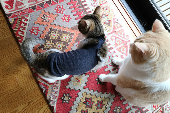 猫の手術後 エリザベスカラーを嫌がる ストレスの無い別の方法 ネコリザワシロ 猫の手術後 エリザベスカラーを嫌がる ストレスの無い別の方法 ネコリザワシロ
