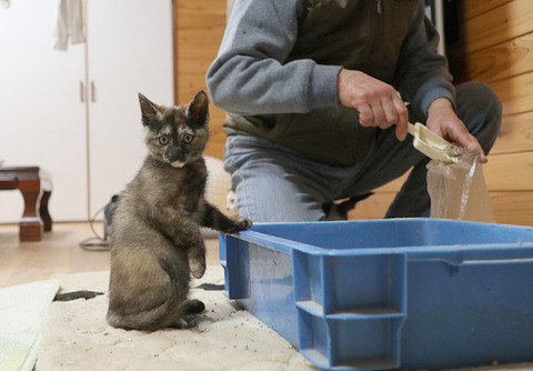 新潟保護猫　みかん　2021年1月12日