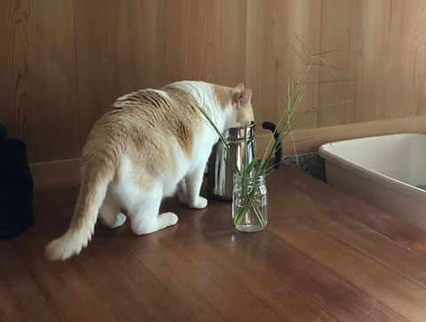 猫　水飲み器　よくのむ器