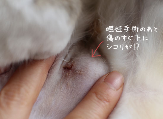 猫の手術後】エリザベスカラーを嫌がる｜ストレスの無い別の方法 