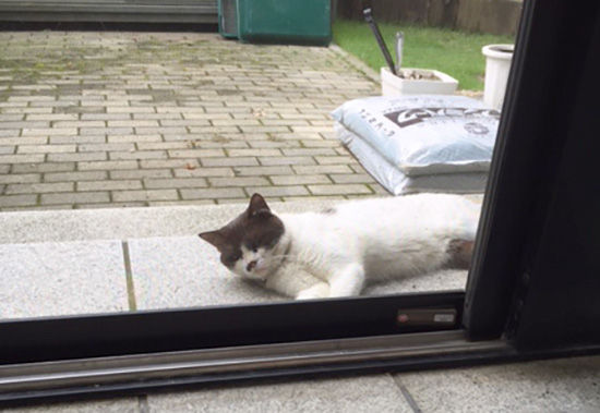 知らない猫が玄関でゴロゴロ 家猫のシロくんを叱りつけて威嚇 ネコリザワシロ 知らない猫が玄関でゴロゴロ 家猫のシロくんを叱りつけて威嚇 ネコリザワシロ
