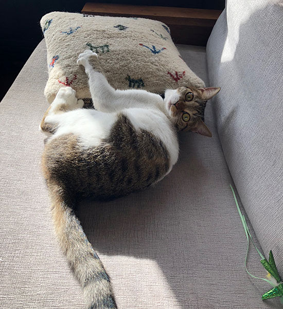 懐いているのに 猫に空気砲 される意味は ネコリザワシロ