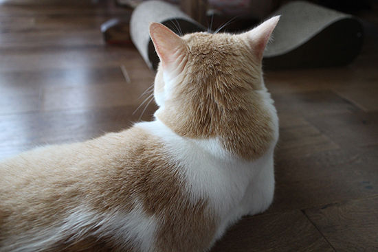 猫が甘えない 触りたいッのにすり抜けて触らせないタイプ ネコリザワシロ 猫が甘えない 触りたいッのにすり抜けて触らせないタイプ ネコリザワシロ