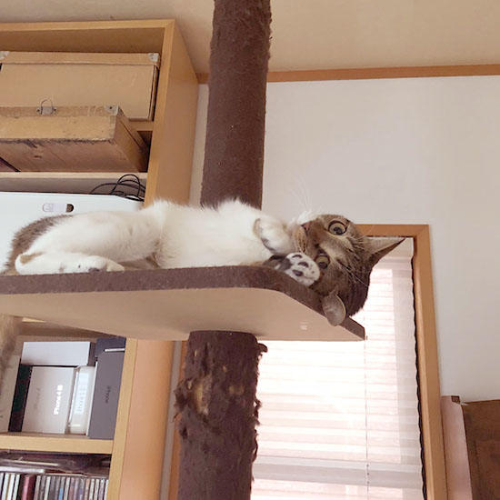 懐いているのに 猫に空気砲 される意味は ネコリザワシロ 懐いているのに 猫に空気砲 される意味は ネコリザワシロ