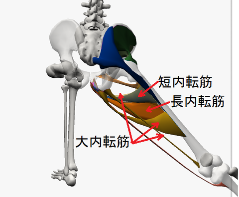 内転筋群2