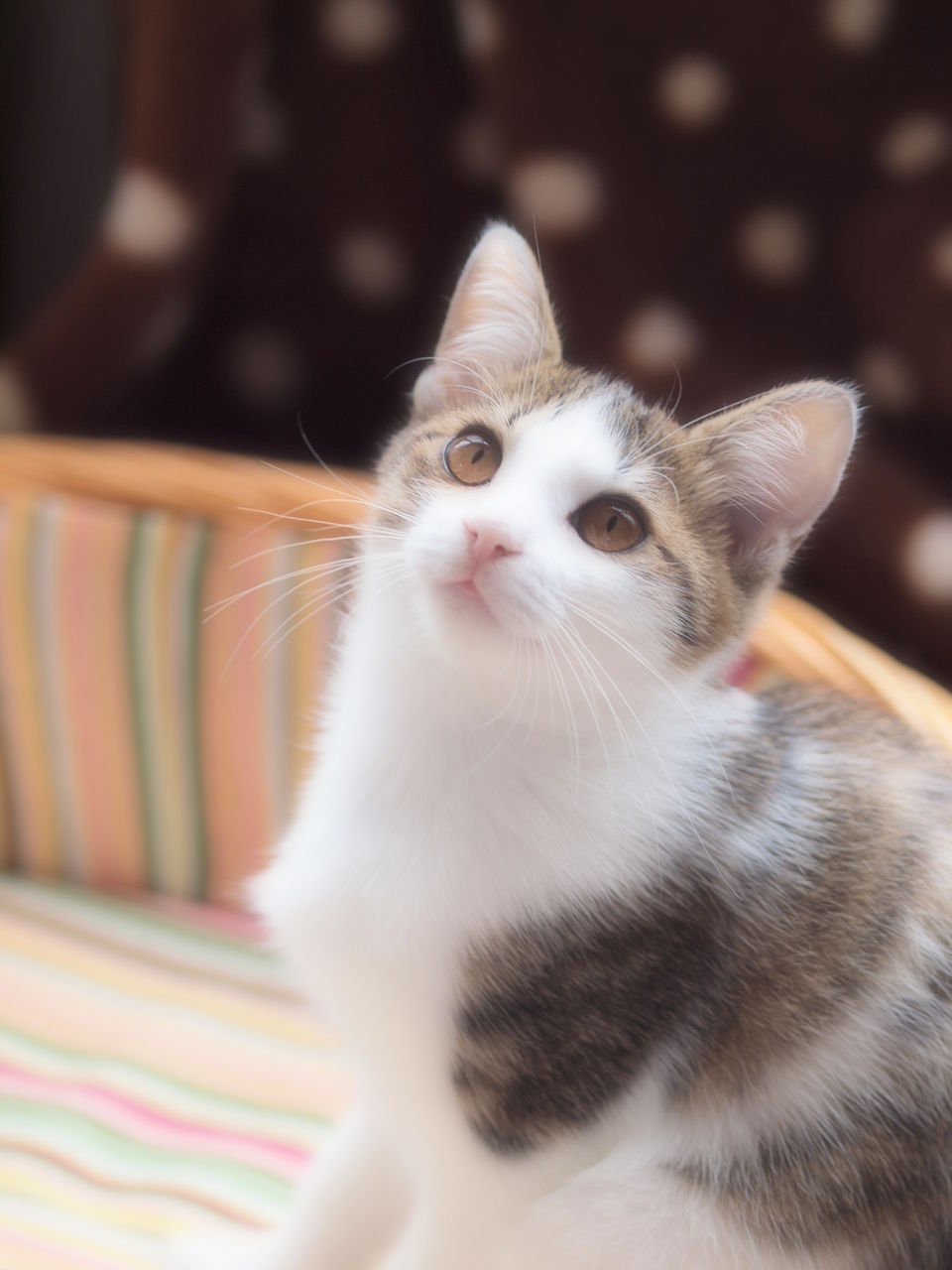 ついでにマメの兄猫 桃太郎の紹介 にゃんと私の毎日がお楽しみ袋