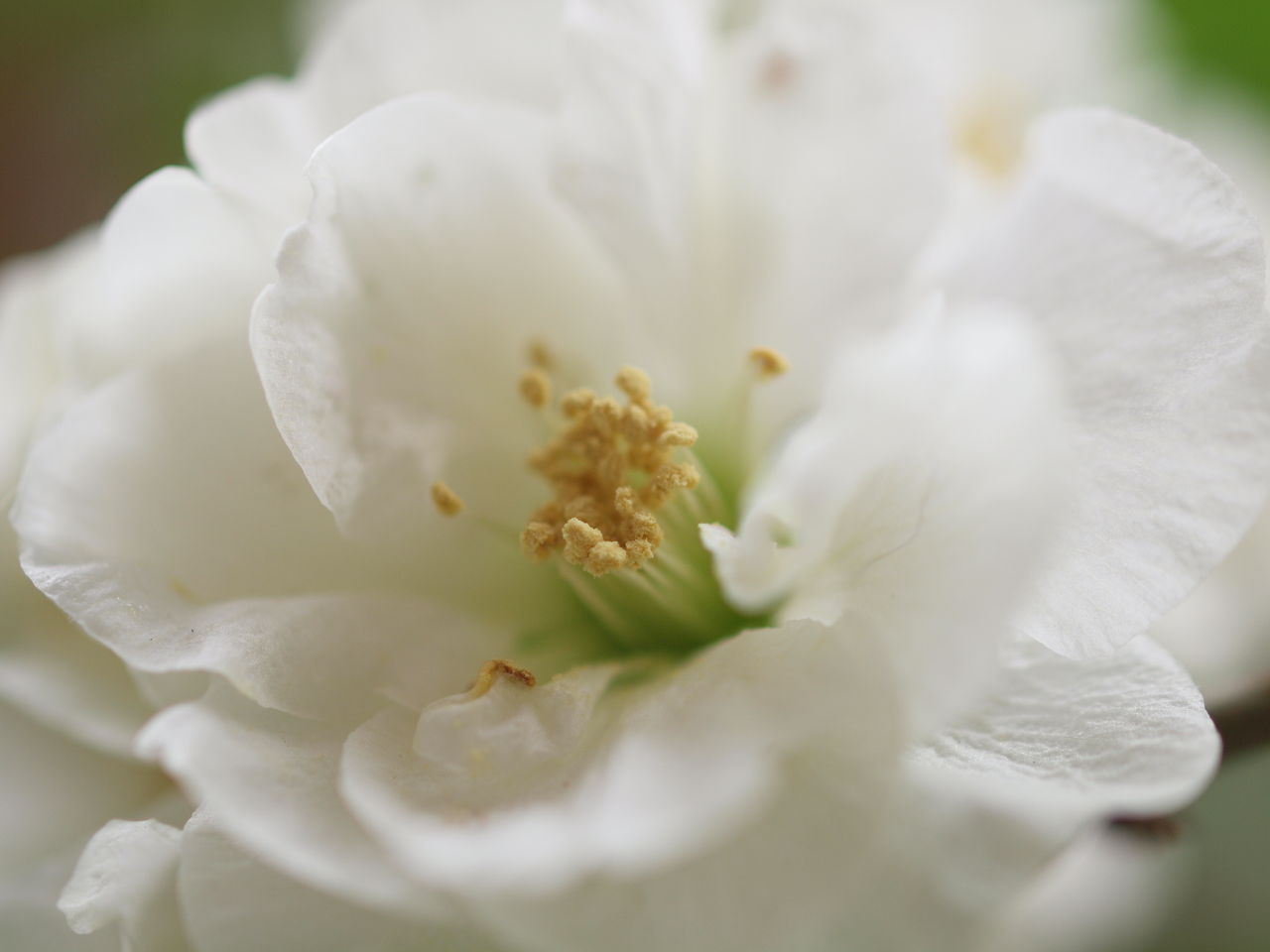 写真 白八重のボケの花が咲く にゃんと私の毎日がお楽しみ袋 写真 白八重のボケの花が咲く にゃんと私の毎日がお楽しみ袋