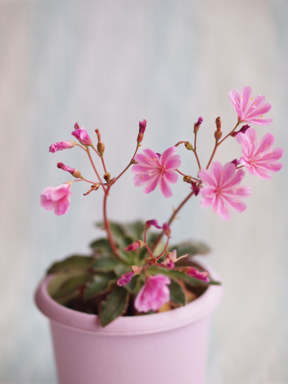 寒冷地の戸外で冬越しした花 レウィシア にゃんと私の毎日がお楽しみ袋 寒冷地の戸外で冬越しした花 レウィシア にゃんと私の毎日がお楽しみ袋