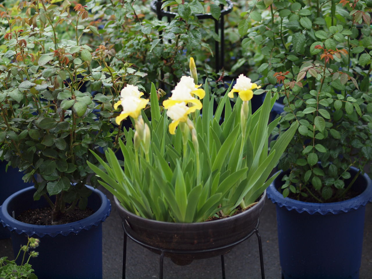 花 ジャーマンアイリス バブーン にゃんと私の毎日がお楽しみ袋