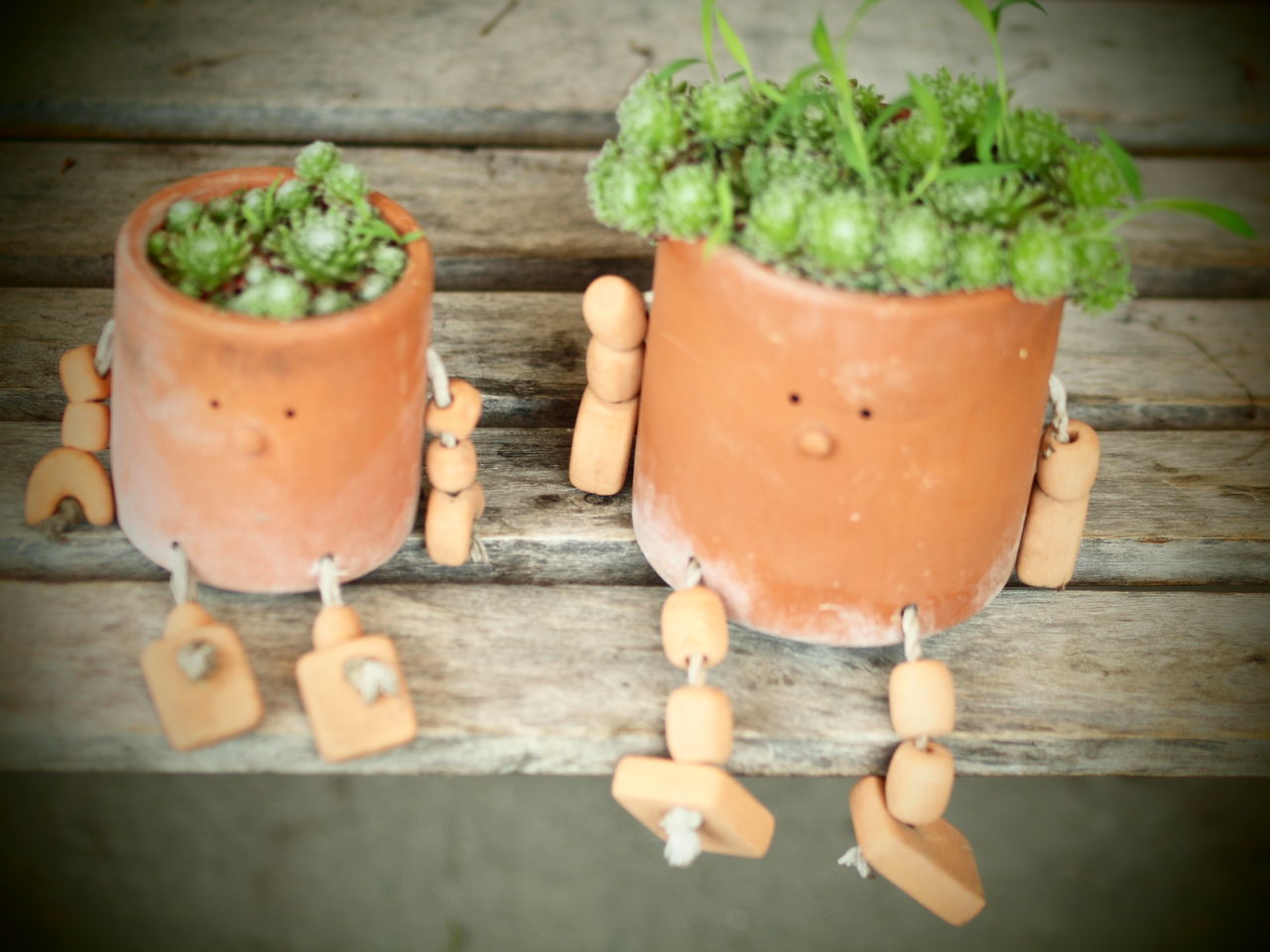 多肉植物にマッチした鉢 にゃんと私の毎日がお楽しみ袋