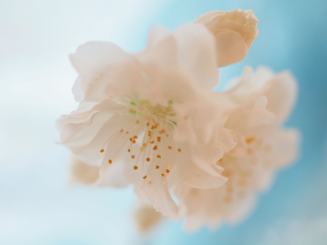 写真 枝垂れ花桃 残雪 白八重の花 にゃんと私の毎日がお楽しみ袋