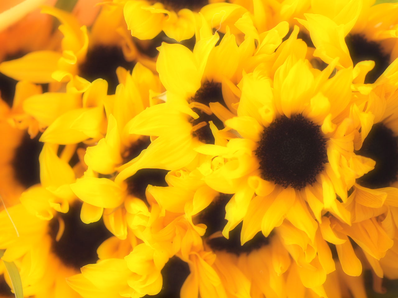 冬に ひまわり のプレゼント にゃんと私の毎日がお楽しみ袋