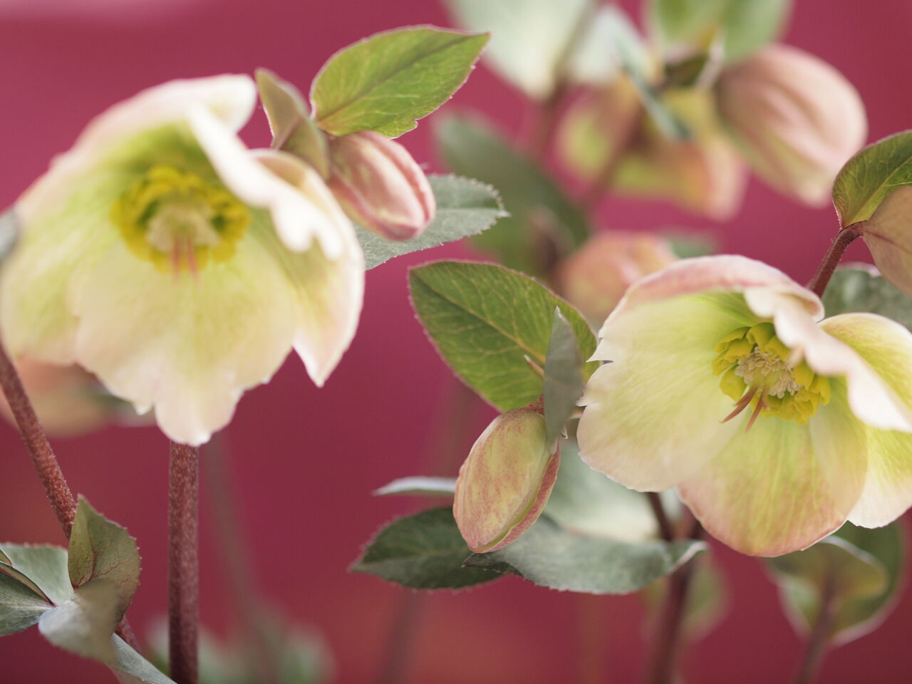 クリスマスローズ、氷の薔薇ビアンコ咲く : にゃんと私の毎日がお楽しみ袋