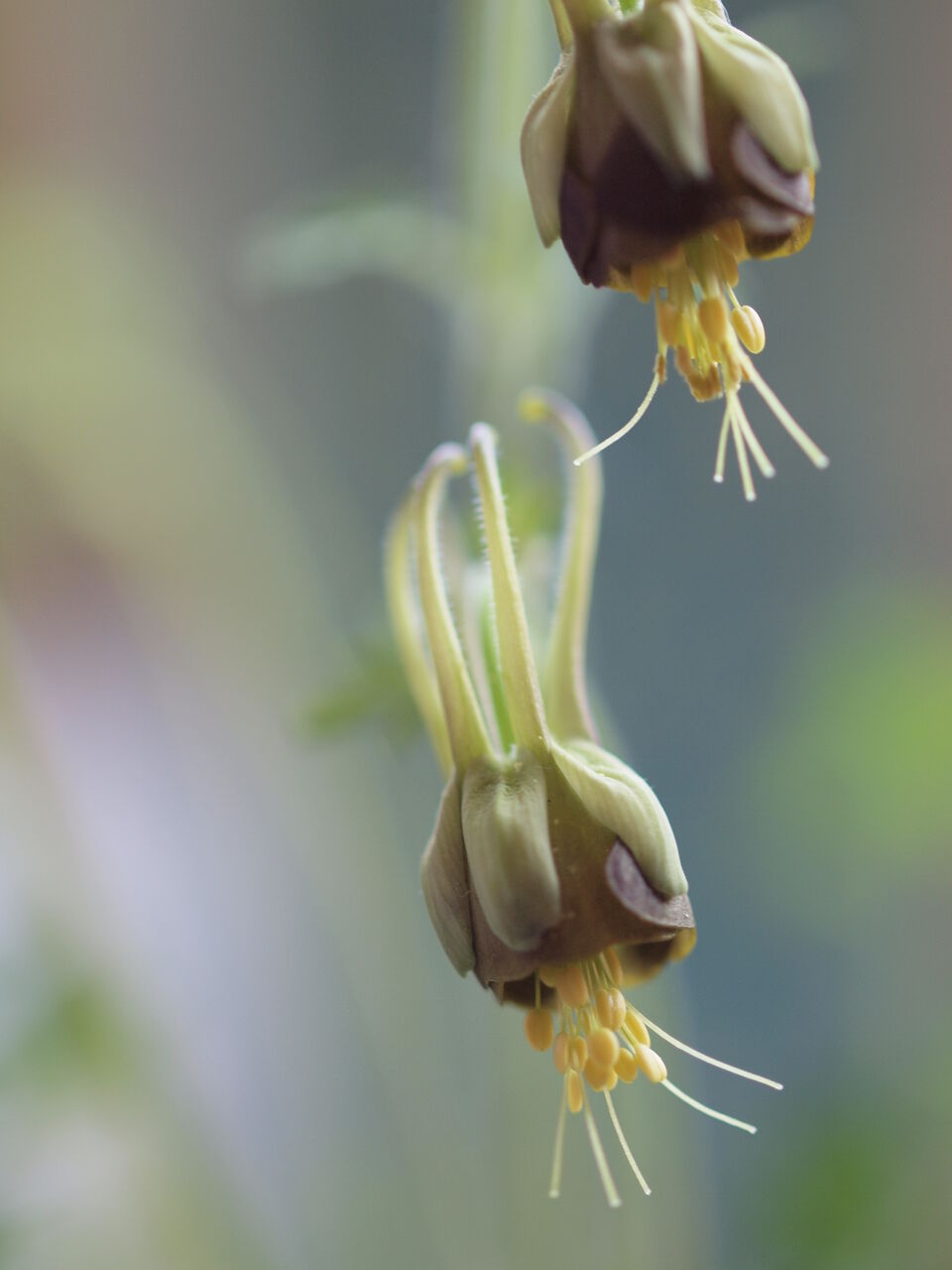 オダマキ チョコレートソルジャー とティッシュｂｏｘ にゃんと私の毎日がお楽しみ袋