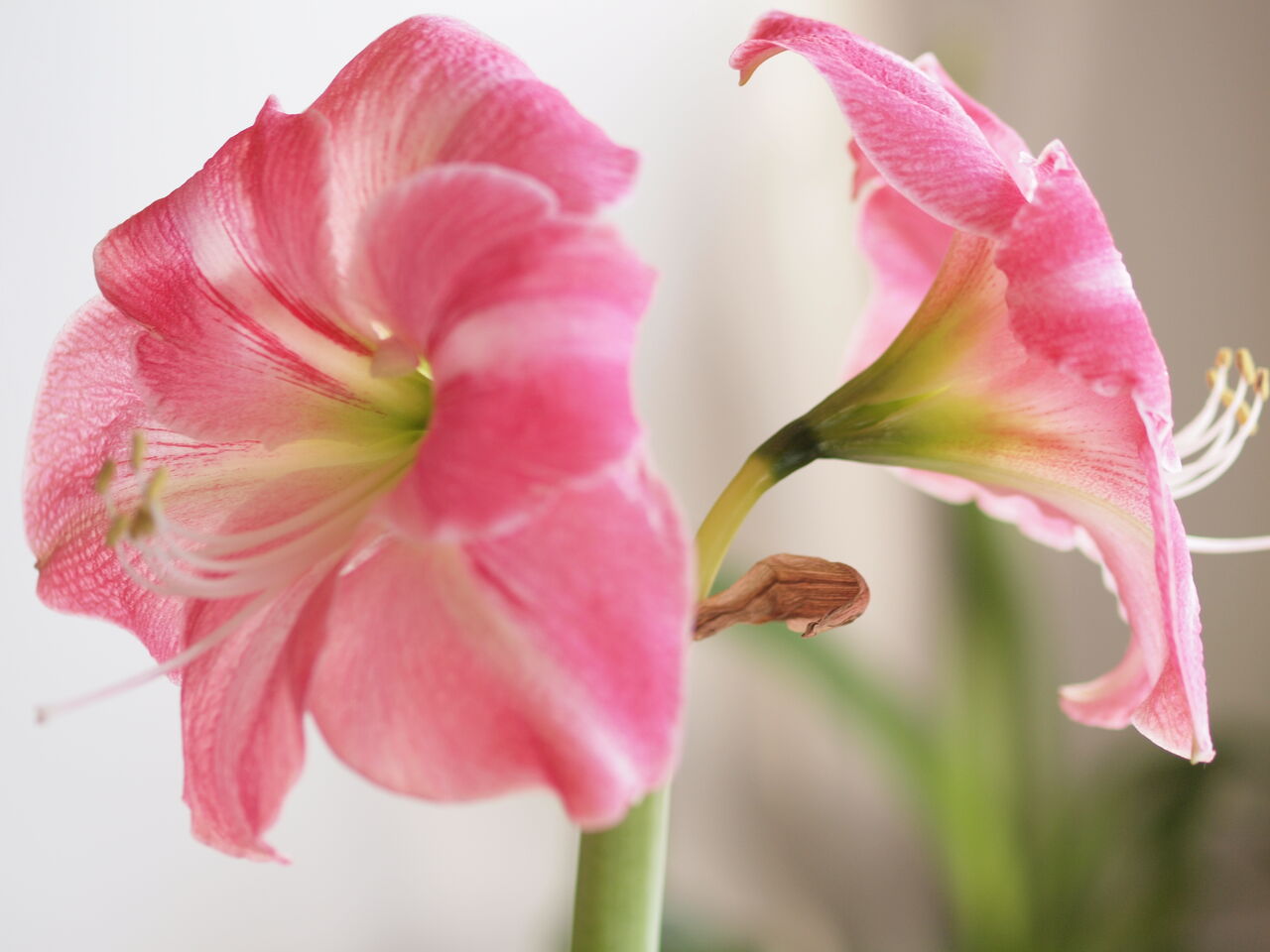 アマリリス アドーレ 咲く にゃんと私の毎日がお楽しみ袋