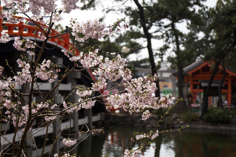 桜と太鼓橋2013