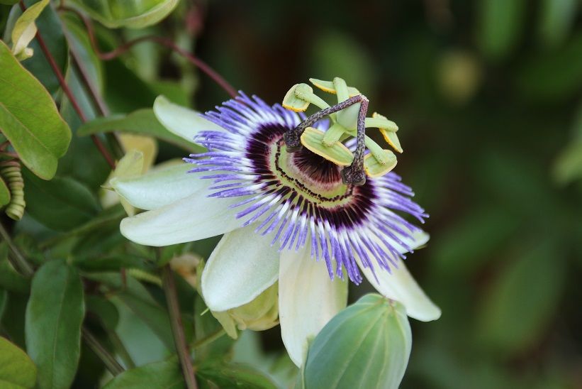 時計草 春秋ブログ