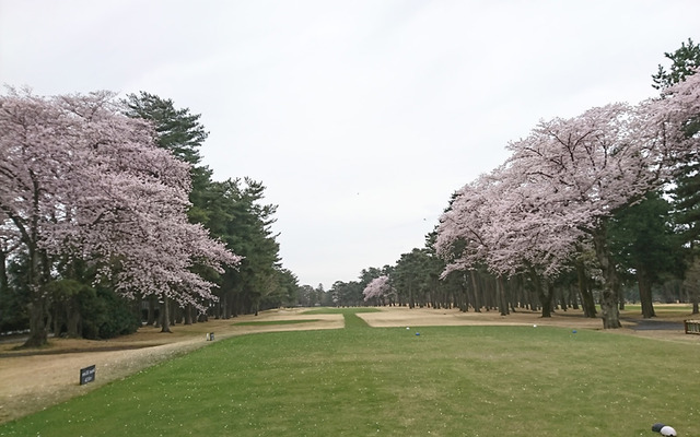 千葉カントリークラブ野田コースの桜が満開！