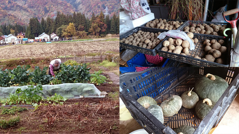 野菜を頂いて帰宅