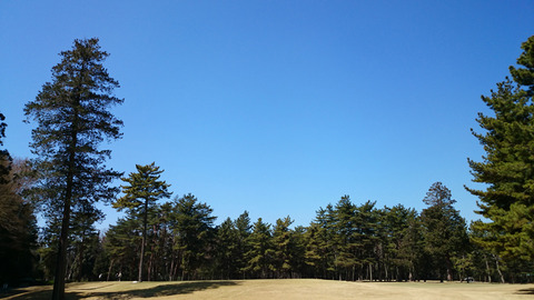 紫あやめ36WEST