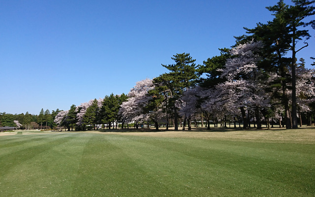 例年より早い千葉CCの桜