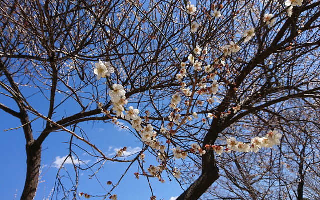 もうすぐ開花のゴルフ場