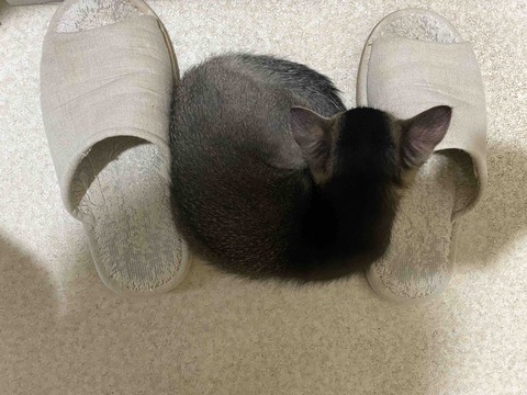 FullSizeRender