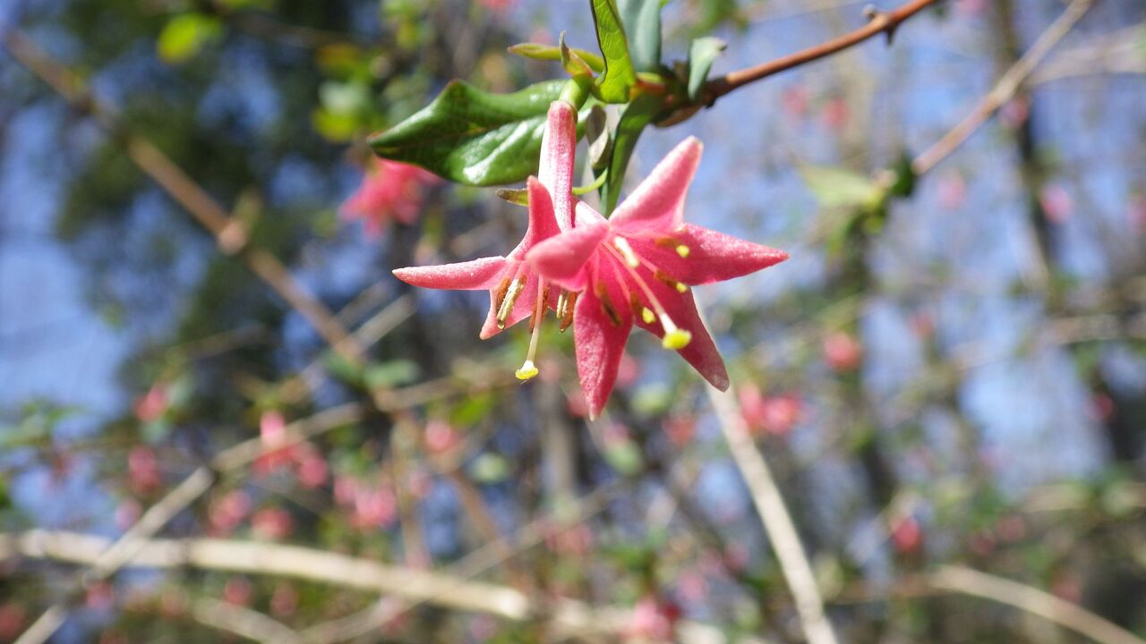 雑木林 今が見頃の花 はるひ野里山学校のブログ