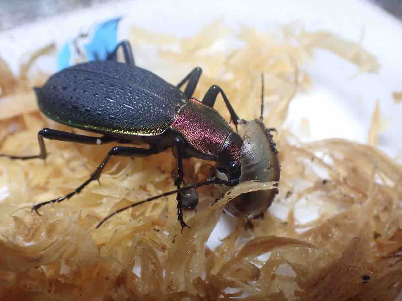 ツシマカブリモドキ 飼育記 : ハルの貧乏飼育記