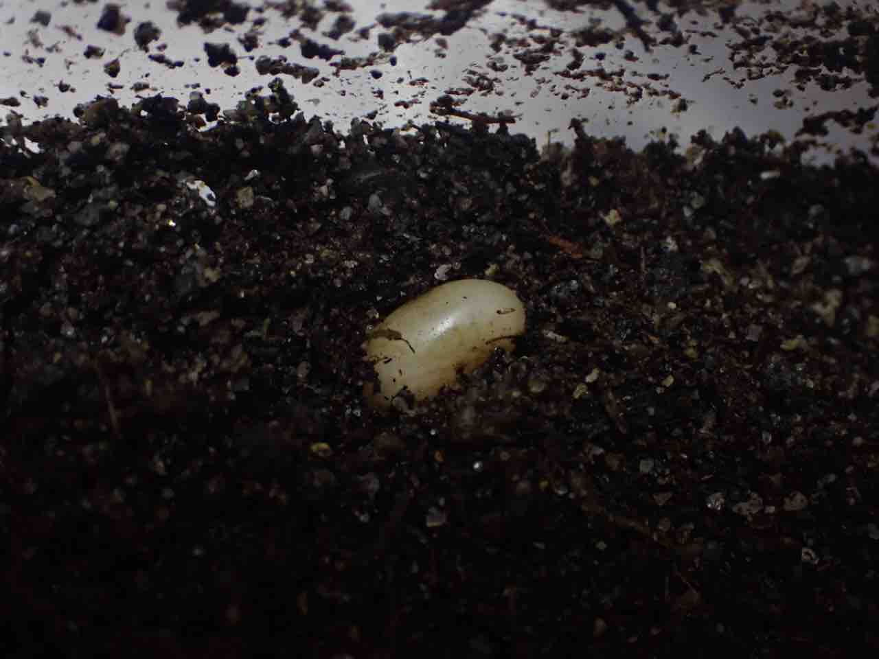 ツシマカブリモドキ 飼育記 : ハルの貧乏飼育記