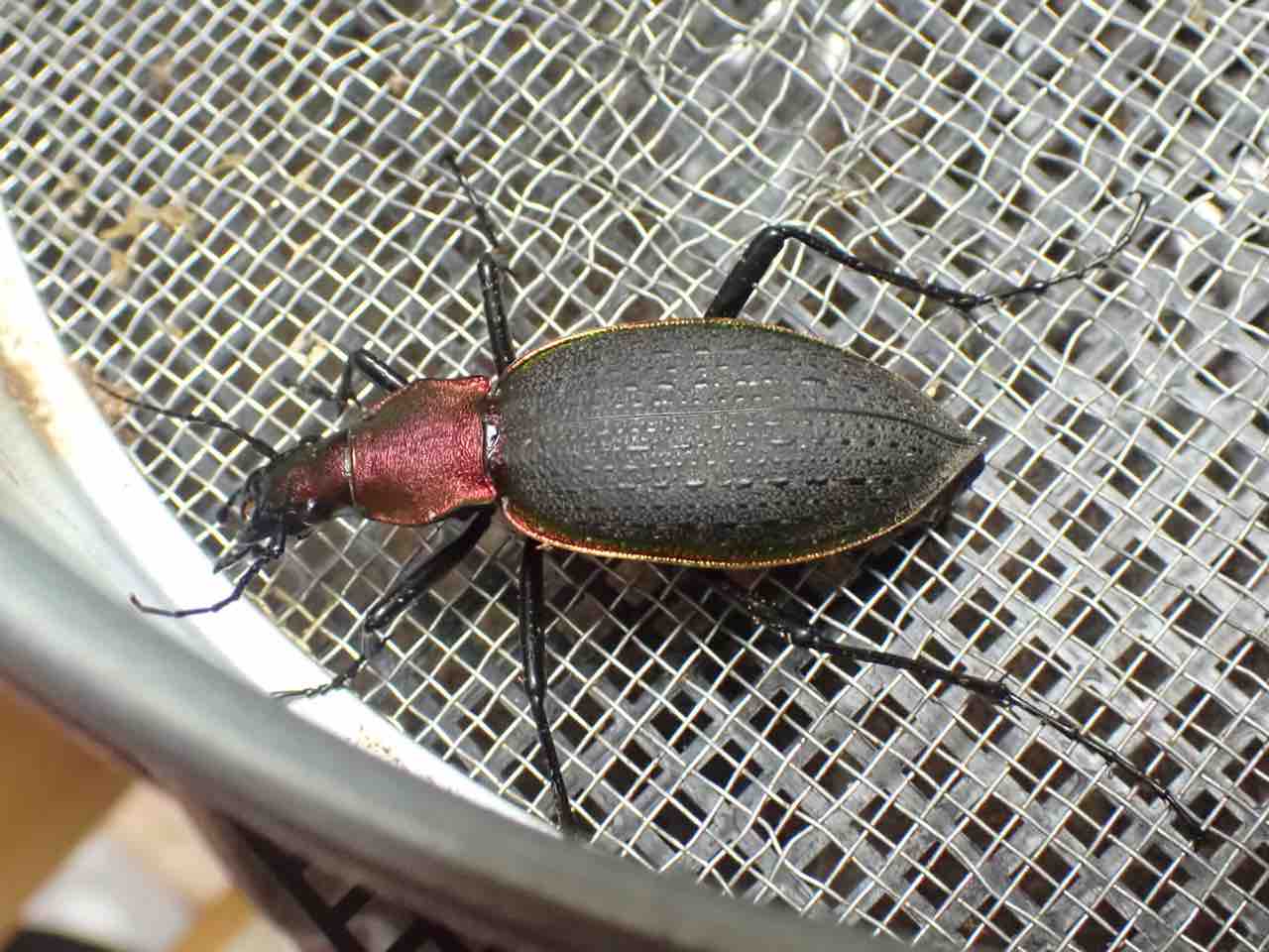 ツシマカブリモドキ 飼育記 : ハルの貧乏飼育記