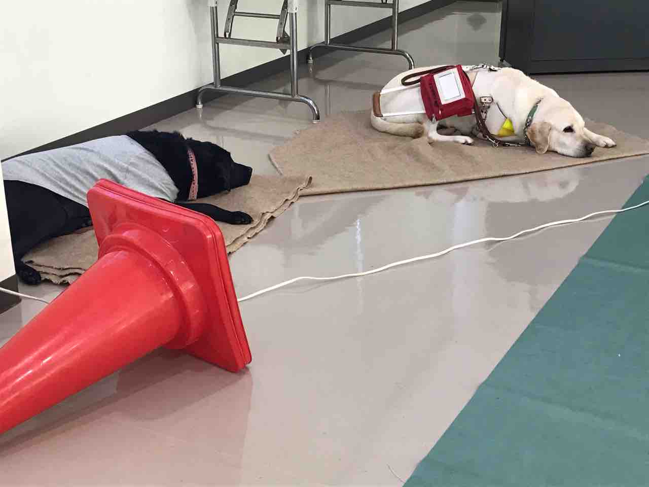 盲導犬訓練センター 万日回峰 山中康弘